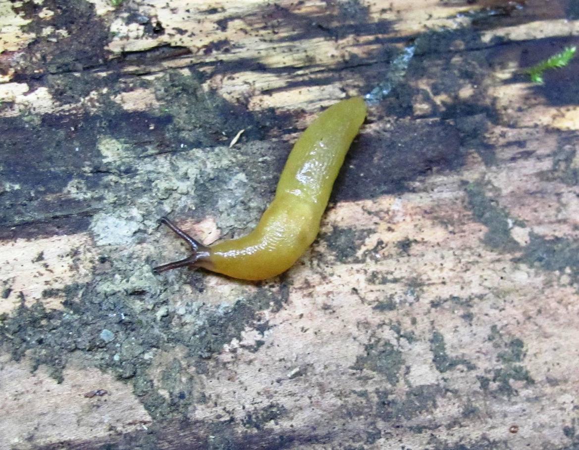 Limacidae dalla Germania Meridionale